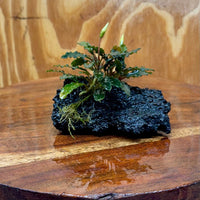 Scapeshop.com.au One Only Bucephalandra Lava Rock Small - ONE ONLY - Fantastic Bucephalandra Lava Rock Small - ONE ONLY - Fantastic