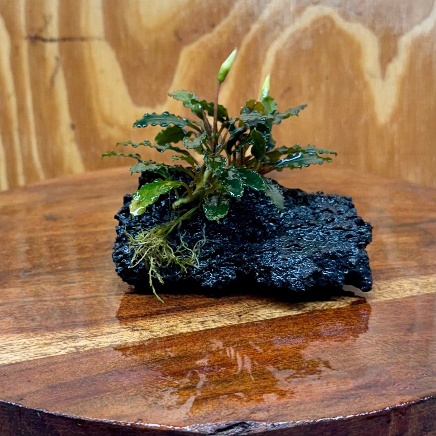 Scapeshop.com.au One Only Bucephalandra Lava Rock Small - ONE ONLY - Fantastic Bucephalandra Lava Rock Small - ONE ONLY - Fantastic