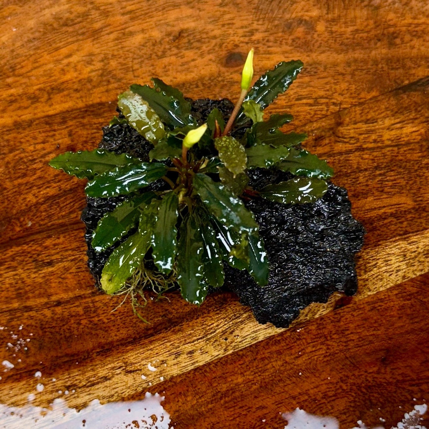 Scapeshop.com.au One Only Bucephalandra Lava Rock Small - ONE ONLY - Fantastic Bucephalandra Lava Rock Small - ONE ONLY - Fantastic