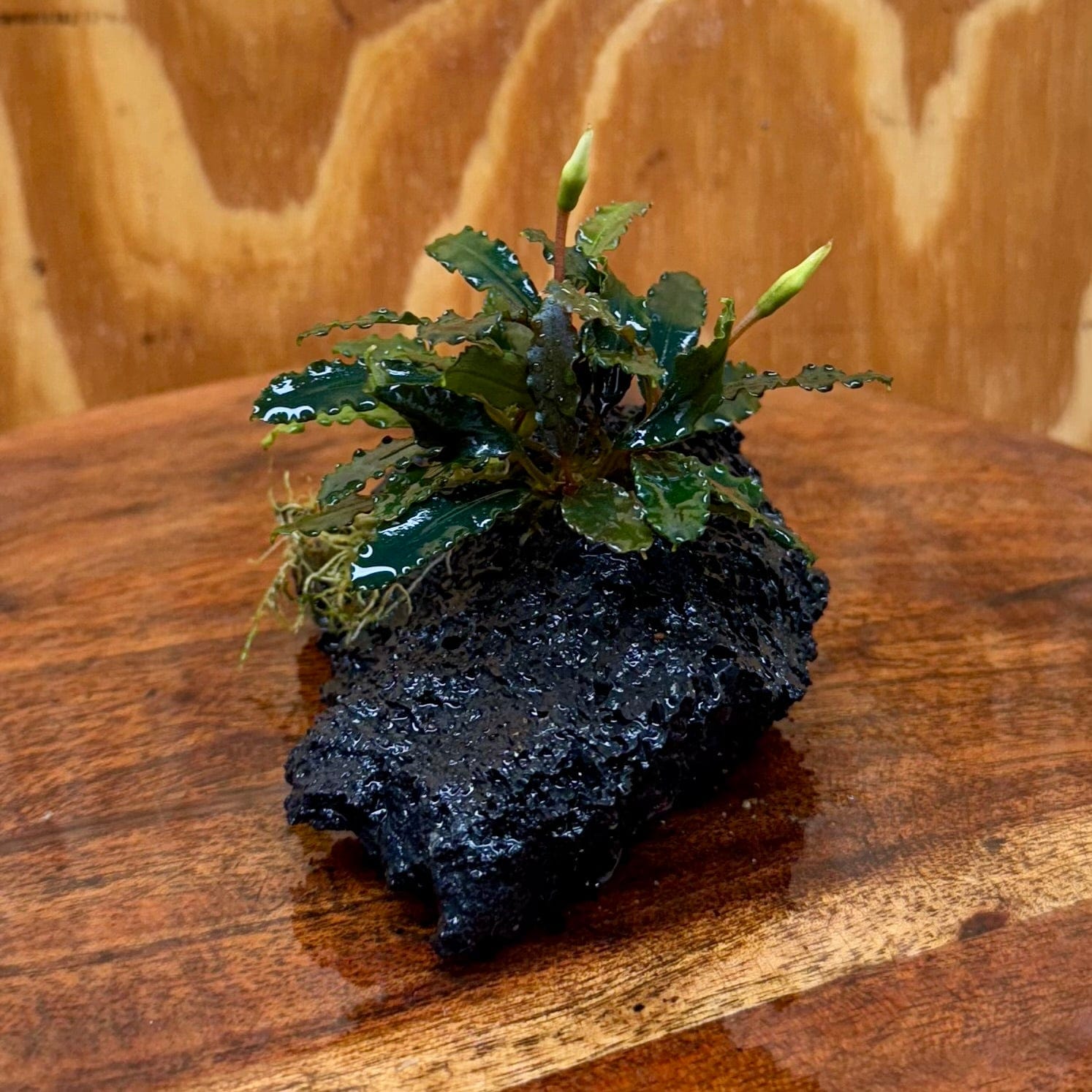 Scapeshop.com.au One Only Bucephalandra Lava Rock Small - ONE ONLY - Fantastic Bucephalandra Lava Rock Small - ONE ONLY - Fantastic