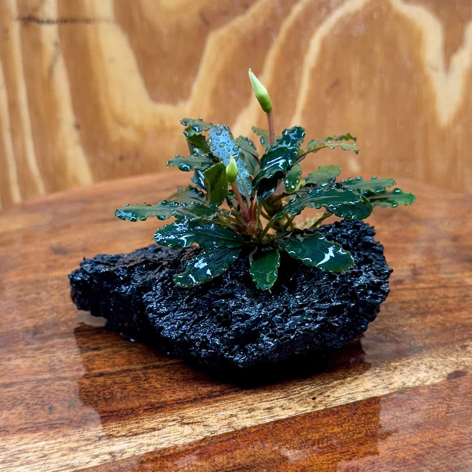 Scapeshop.com.au One Only Bucephalandra Lava Rock Small - ONE ONLY - Fantastic Bucephalandra Lava Rock Small - ONE ONLY - Fantastic