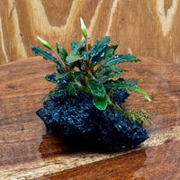 Scapeshop.com.au One Only Bucephalandra Lava Rock Small - ONE ONLY - Fantastic Bucephalandra Lava Rock Small - ONE ONLY - Fantastic