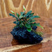 Scapeshop.com.au One Only Bucephalandra Lava Rock Small - ONE ONLY - Fantastic Bucephalandra Lava Rock Small - ONE ONLY - Fantastic