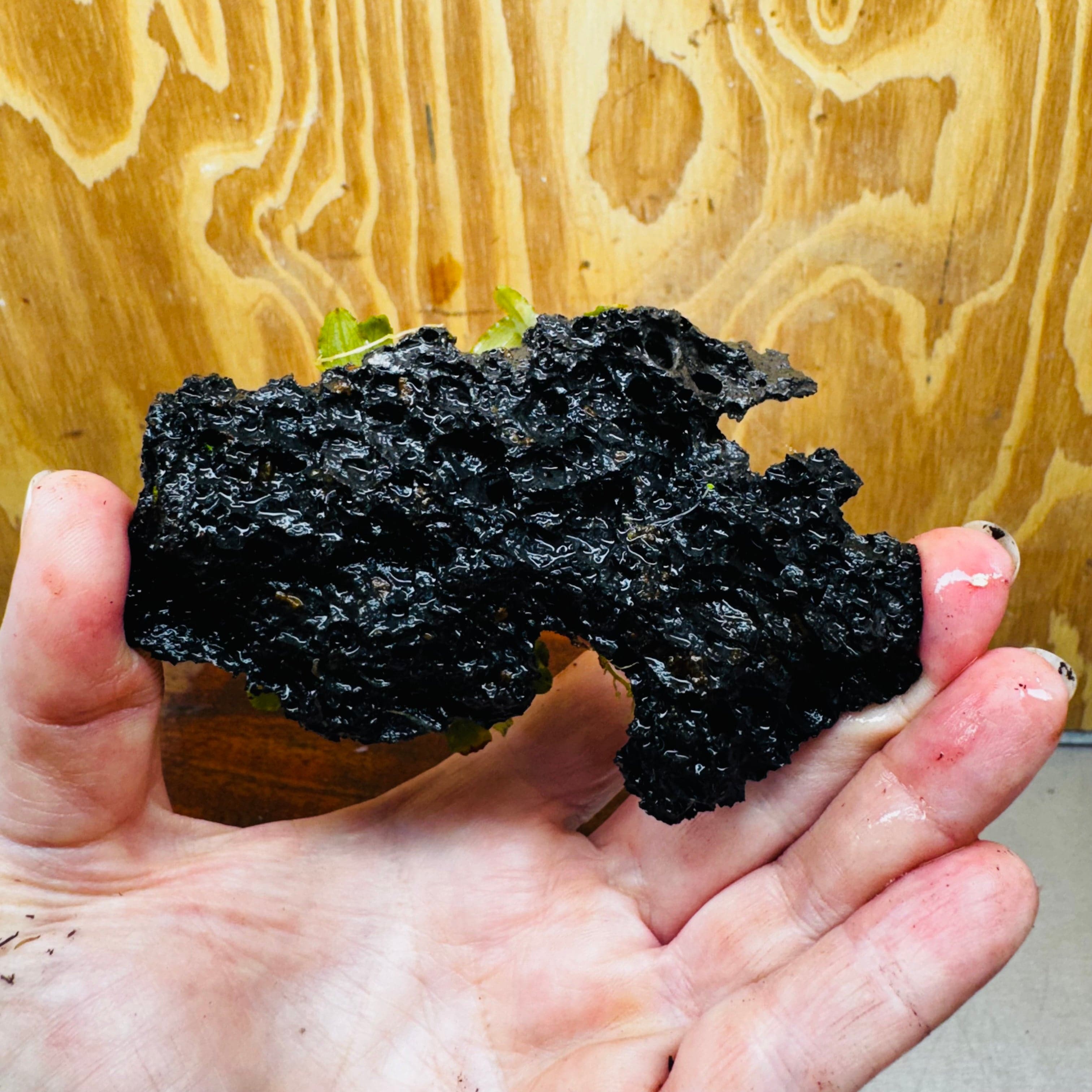 Scapeshop.com.au One Only Bucephalandra Lava Rock Small - ONE ONLY - Fantastic Bucephalandra Lava Rock Small - ONE ONLY - Fantastic