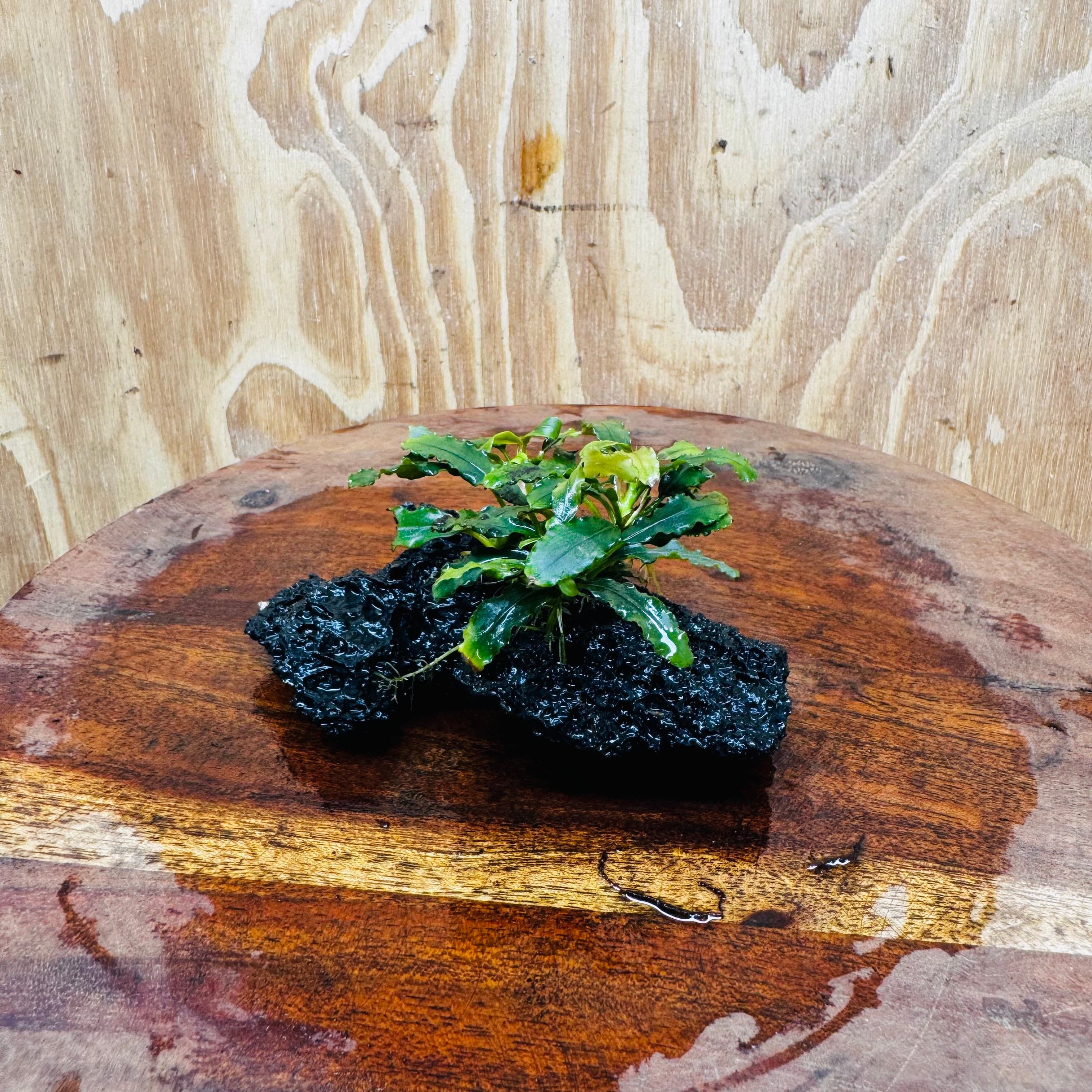 Scapeshop.com.au One Only Bucephalandra Lava Rock Small - ONE ONLY - Fantastic Bucephalandra Lava Rock Small - ONE ONLY - Fantastic