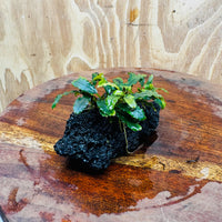Scapeshop.com.au One Only Bucephalandra Lava Rock Small - ONE ONLY - Fantastic Bucephalandra Lava Rock Small - ONE ONLY - Fantastic