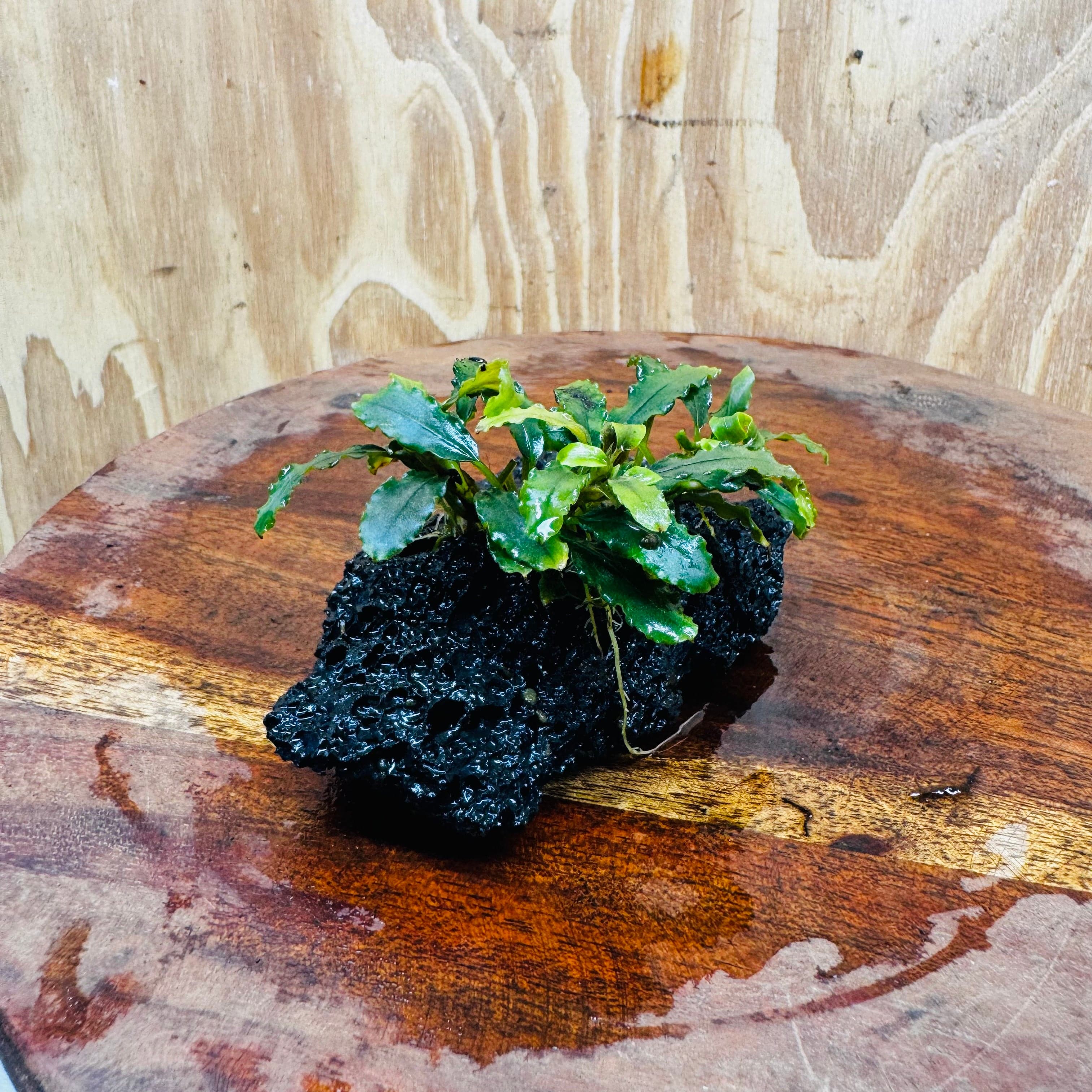 Scapeshop.com.au One Only Bucephalandra Lava Rock Small - ONE ONLY - Fantastic Bucephalandra Lava Rock Small - ONE ONLY - Fantastic