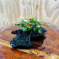 Scapeshop.com.au One Only Bucephalandra Lava Rock Small - ONE ONLY - Fantastic Bucephalandra Lava Rock Small - ONE ONLY - Fantastic