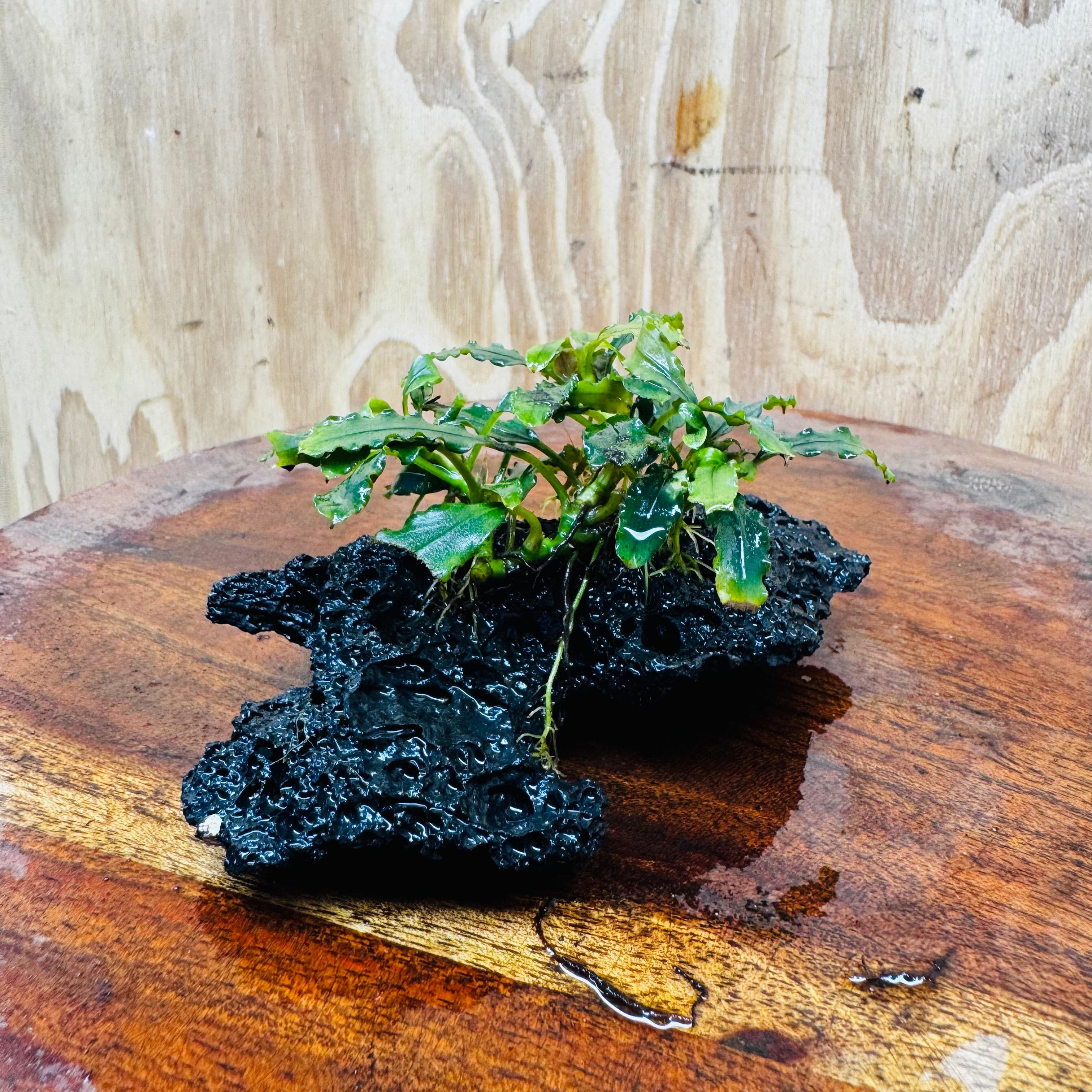 Scapeshop.com.au One Only Bucephalandra Lava Rock Small - ONE ONLY - Fantastic Bucephalandra Lava Rock Small - ONE ONLY - Fantastic