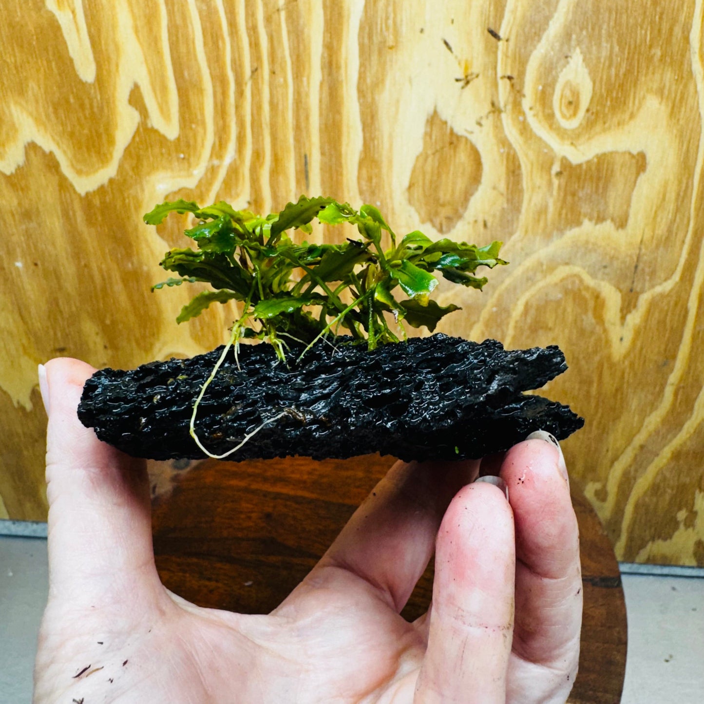 Scapeshop.com.au One Only Bucephalandra Lava Rock Small - ONE ONLY - Fantastic Bucephalandra Lava Rock Small - ONE ONLY - Fantastic