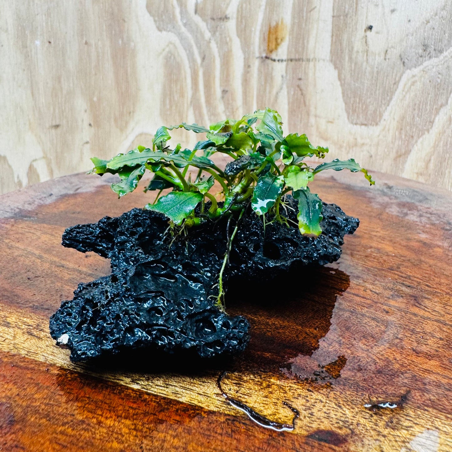 Scapeshop.com.au One Only Bucephalandra Lava Rock Small - ONE ONLY - Fantastic Bucephalandra Lava Rock Small - ONE ONLY - Fantastic