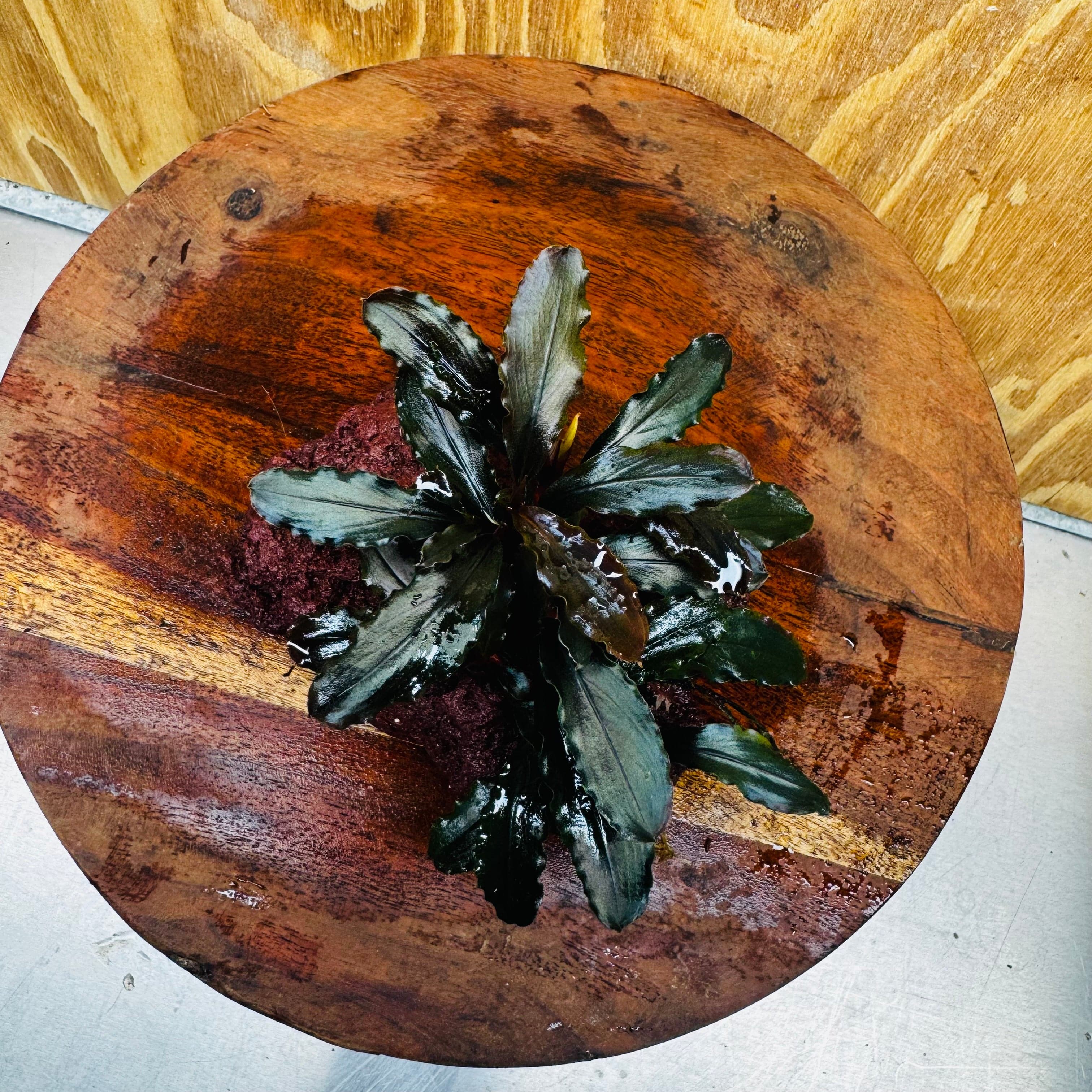 Scapeshop.com.au One Only Bucephalandra Lava Rock Small - ONE ONLY - Rusty Bucephalandra Lava Rock Small - ONE ONLY - Rusty