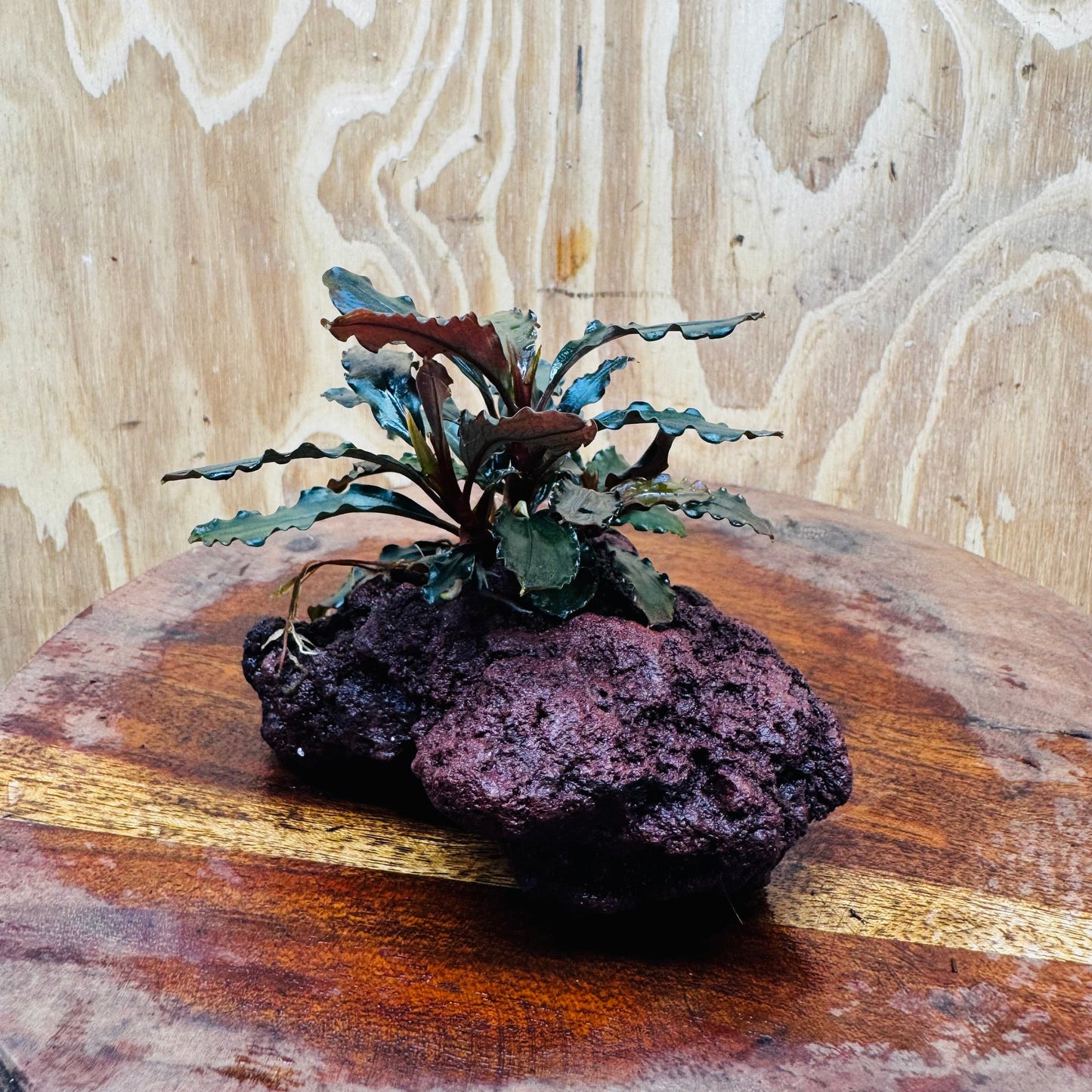 Scapeshop.com.au One Only Bucephalandra Lava Rock Small - ONE ONLY - Rusty Bucephalandra Lava Rock Small - ONE ONLY - Rusty