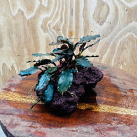Scapeshop.com.au One Only Bucephalandra Lava Rock Small - ONE ONLY - Rusty Bucephalandra Lava Rock Small - ONE ONLY - Rusty
