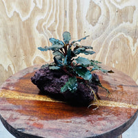 Scapeshop.com.au One Only Bucephalandra Lava Rock Small - ONE ONLY - Rusty Bucephalandra Lava Rock Small - ONE ONLY - Rusty
