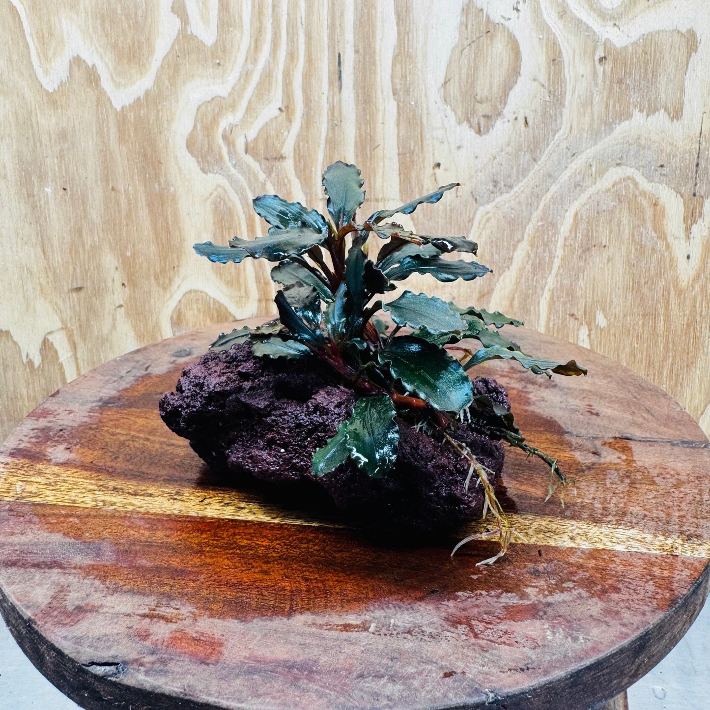 Scapeshop.com.au One Only Bucephalandra Lava Rock Small - ONE ONLY - Rusty Bucephalandra Lava Rock Small - ONE ONLY - Rusty