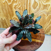Scapeshop.com.au One Only Bucephalandra Lava Rock Small - ONE ONLY - Rusty Bucephalandra Lava Rock Small - ONE ONLY - Rusty
