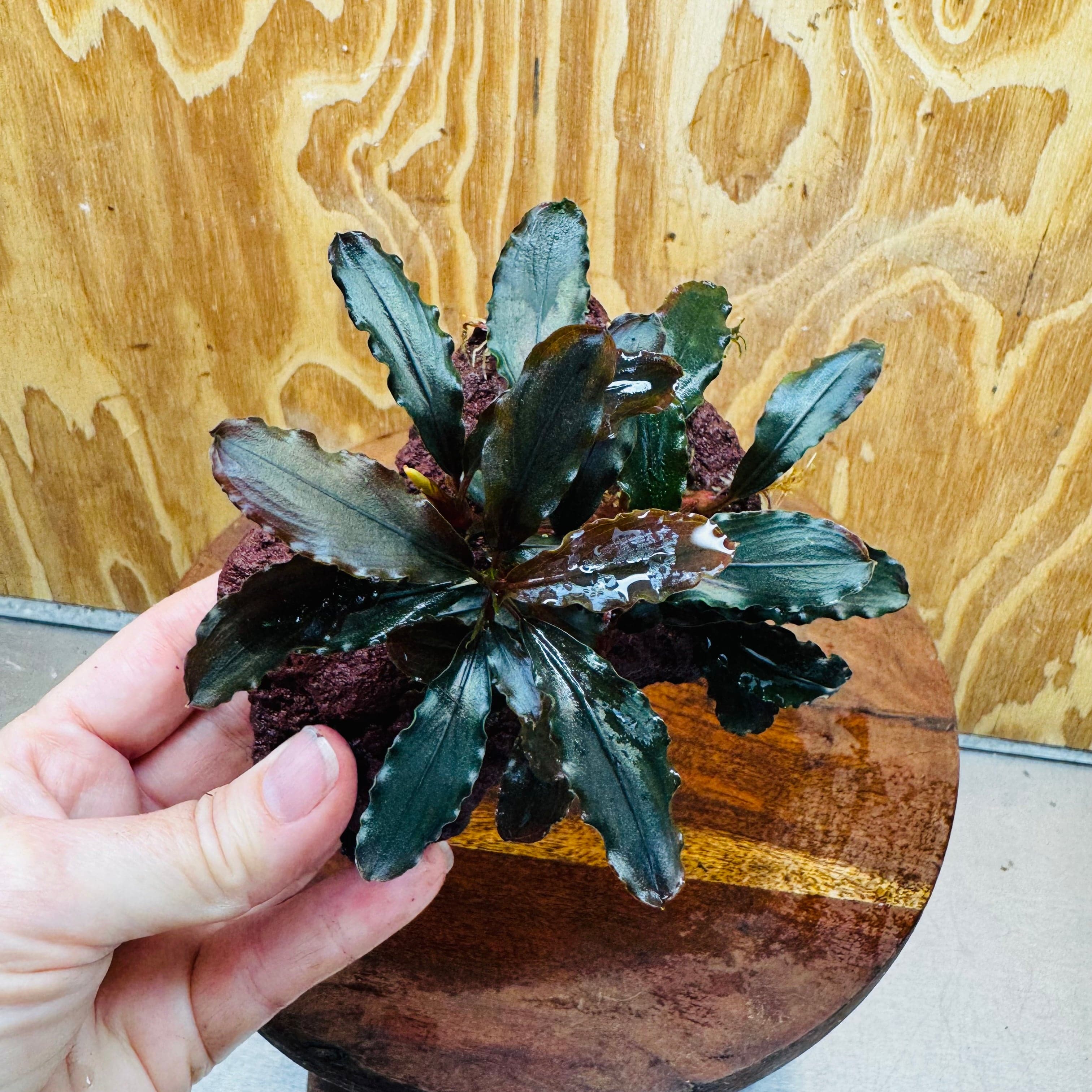 Scapeshop.com.au One Only Bucephalandra Lava Rock Small - ONE ONLY - Rusty Bucephalandra Lava Rock Small - ONE ONLY - Rusty