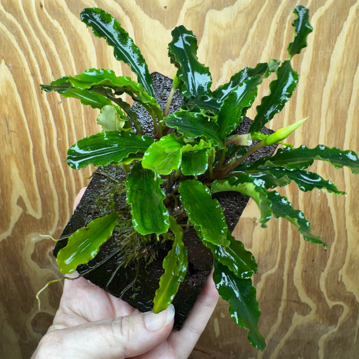 Scapeshop.com.au One Only Bucephalandra Lava Tiles - ONE ONLY - Fancy Bucephalandra Lava Tiles For Aquariums - ONE ONLY - Fancy Scapeshop