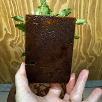 Scapeshop.com.au One Only Bucephalandra Lava Tiles - ONE ONLY - Fancy Bucephalandra Lava Tiles For Aquariums - ONE ONLY - Fancy Scapeshop