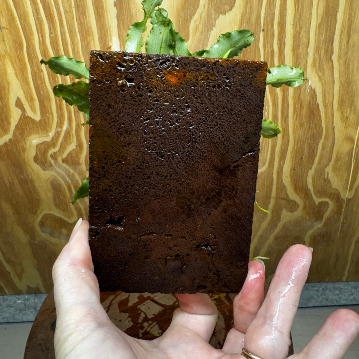Scapeshop.com.au One Only Bucephalandra Lava Tiles - ONE ONLY - Fancy Bucephalandra Lava Tiles For Aquariums - ONE ONLY - Fancy Scapeshop