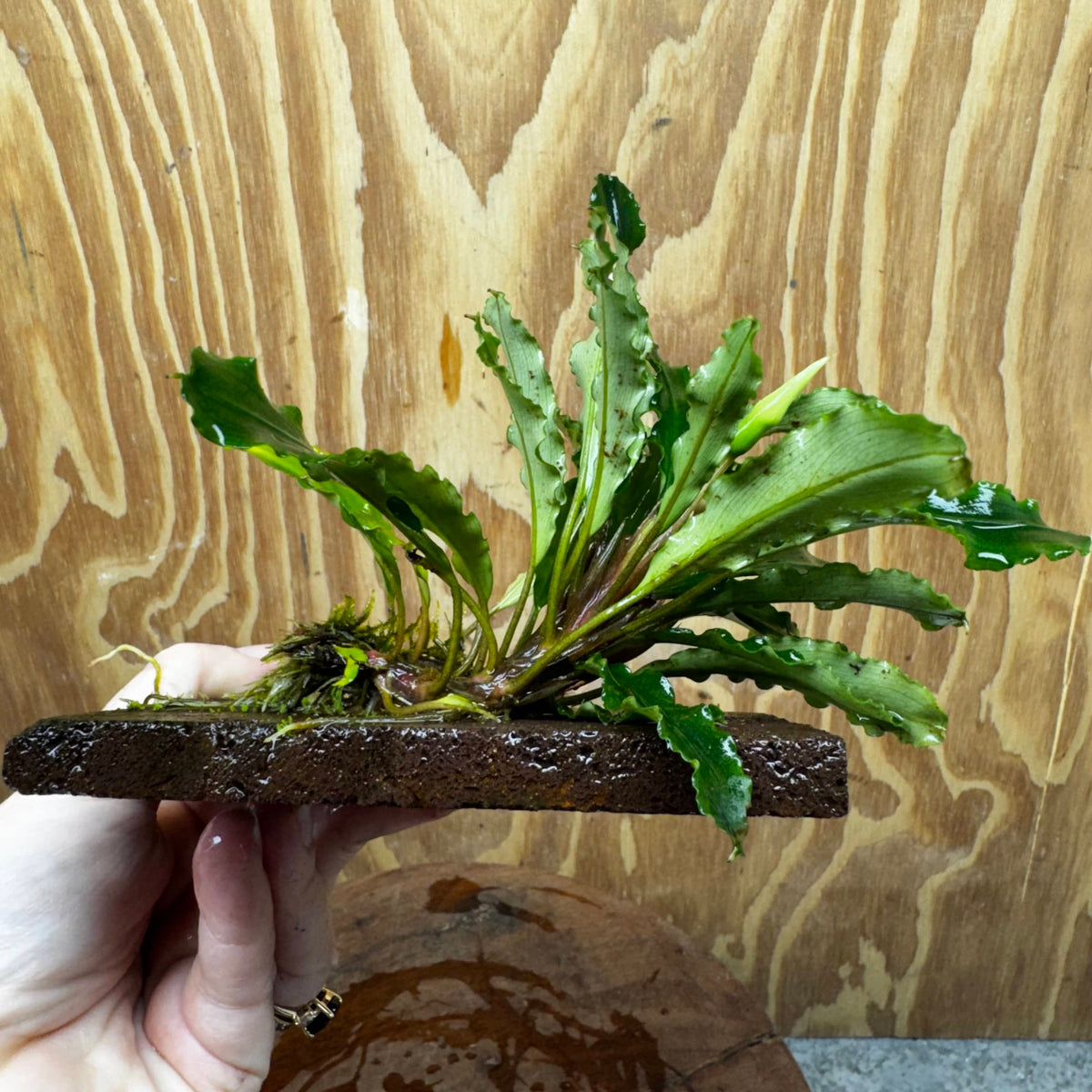 Scapeshop.com.au One Only Bucephalandra Lava Tiles - ONE ONLY - Fancy Bucephalandra Lava Tiles For Aquariums - ONE ONLY - Fancy Scapeshop