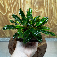 Scapeshop.com.au One Only Bucephalandra Lava Tiles - ONE ONLY - Fancy Bucephalandra Lava Tiles For Aquariums - ONE ONLY - Fancy Scapeshop