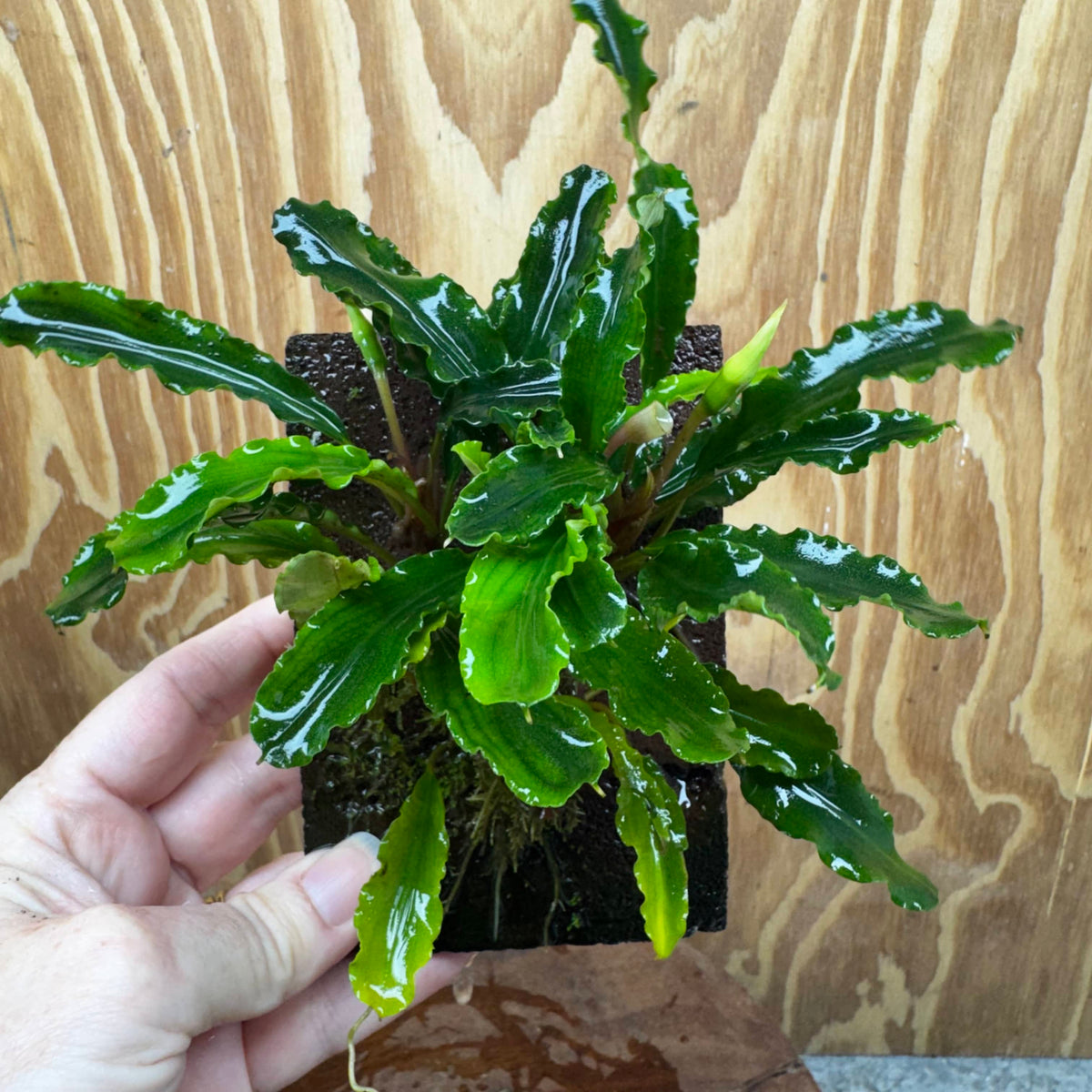 Scapeshop.com.au One Only Bucephalandra Lava Tiles - ONE ONLY - Fancy Bucephalandra Lava Tiles For Aquariums - ONE ONLY - Fancy Scapeshop