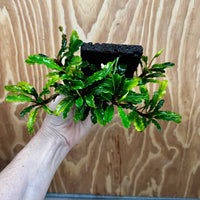 Scapeshop.com.au One Only Bucephalandra Lava Tiles - ONE ONLY - Piece 1 Bucephalandra Lava Tile - ONE ONLY - Unique Aquarium Plants delivered