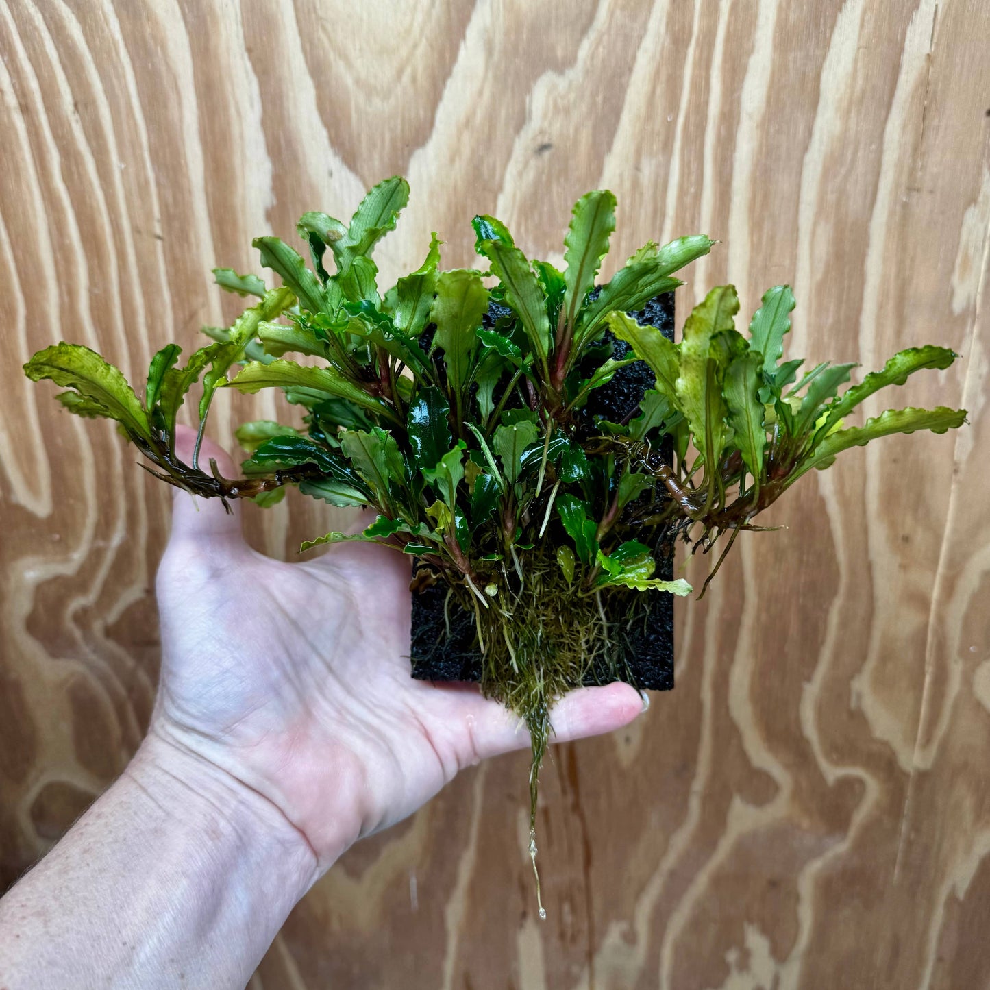 Scapeshop.com.au One Only Bucephalandra Lava Tiles - ONE ONLY - Piece 1 Bucephalandra Lava Tile - ONE ONLY - Unique Aquarium Plants delivered