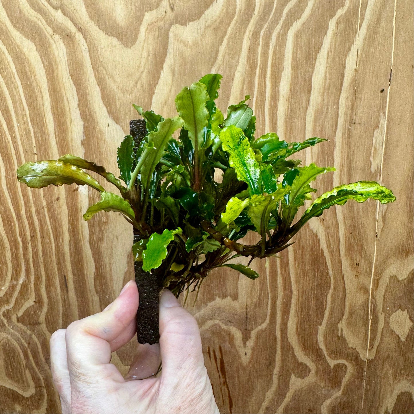 Scapeshop.com.au One Only Bucephalandra Lava Tiles - ONE ONLY - Piece 1 Bucephalandra Lava Tile - ONE ONLY - Unique Aquarium Plants delivered