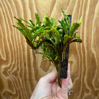Scapeshop.com.au One Only Bucephalandra Lava Tiles - ONE ONLY - Piece 1 Bucephalandra Lava Tile - ONE ONLY - Unique Aquarium Plants delivered
