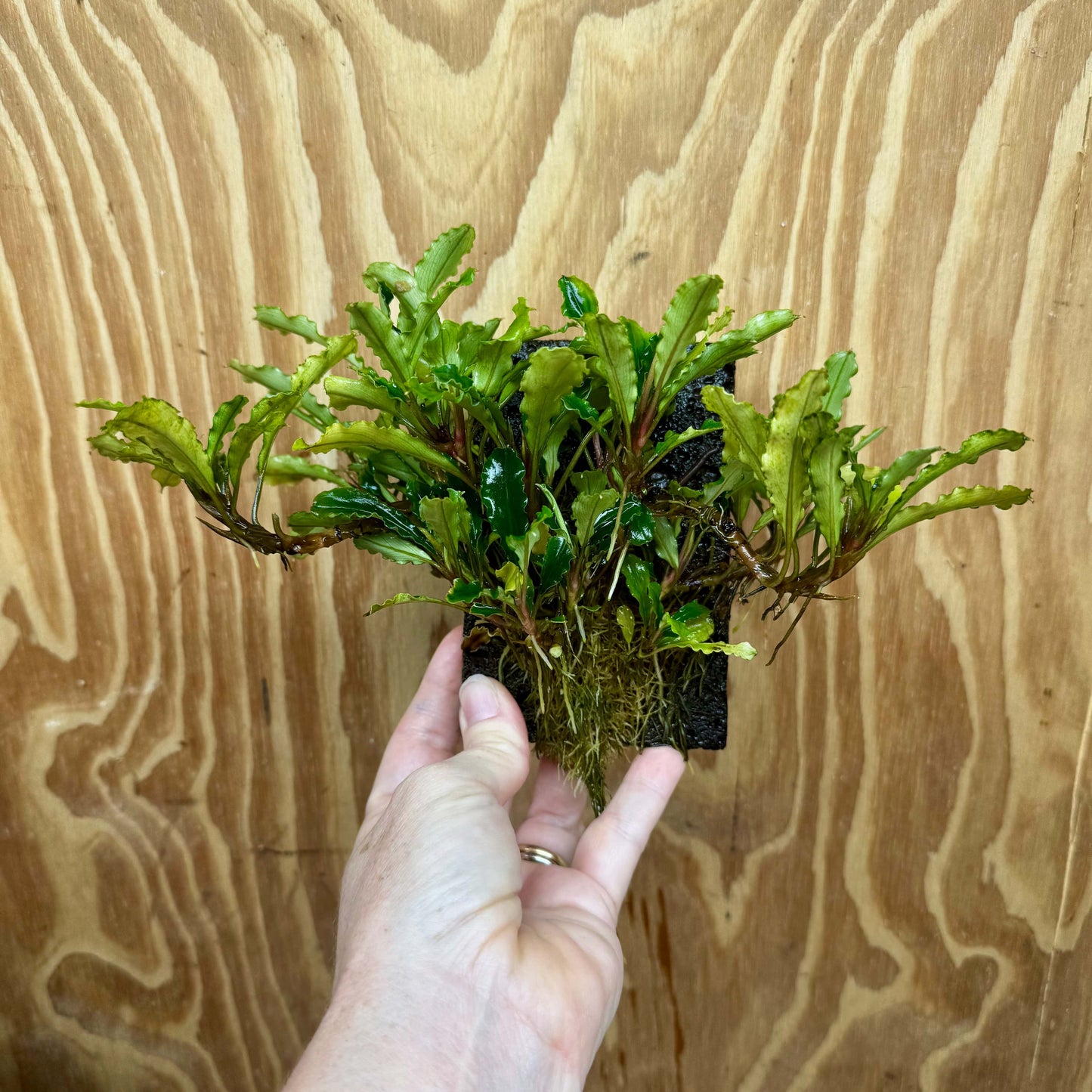 Scapeshop.com.au One Only Bucephalandra Lava Tiles - ONE ONLY - Piece 1 Bucephalandra Lava Tile - ONE ONLY - Unique Aquarium Plants delivered