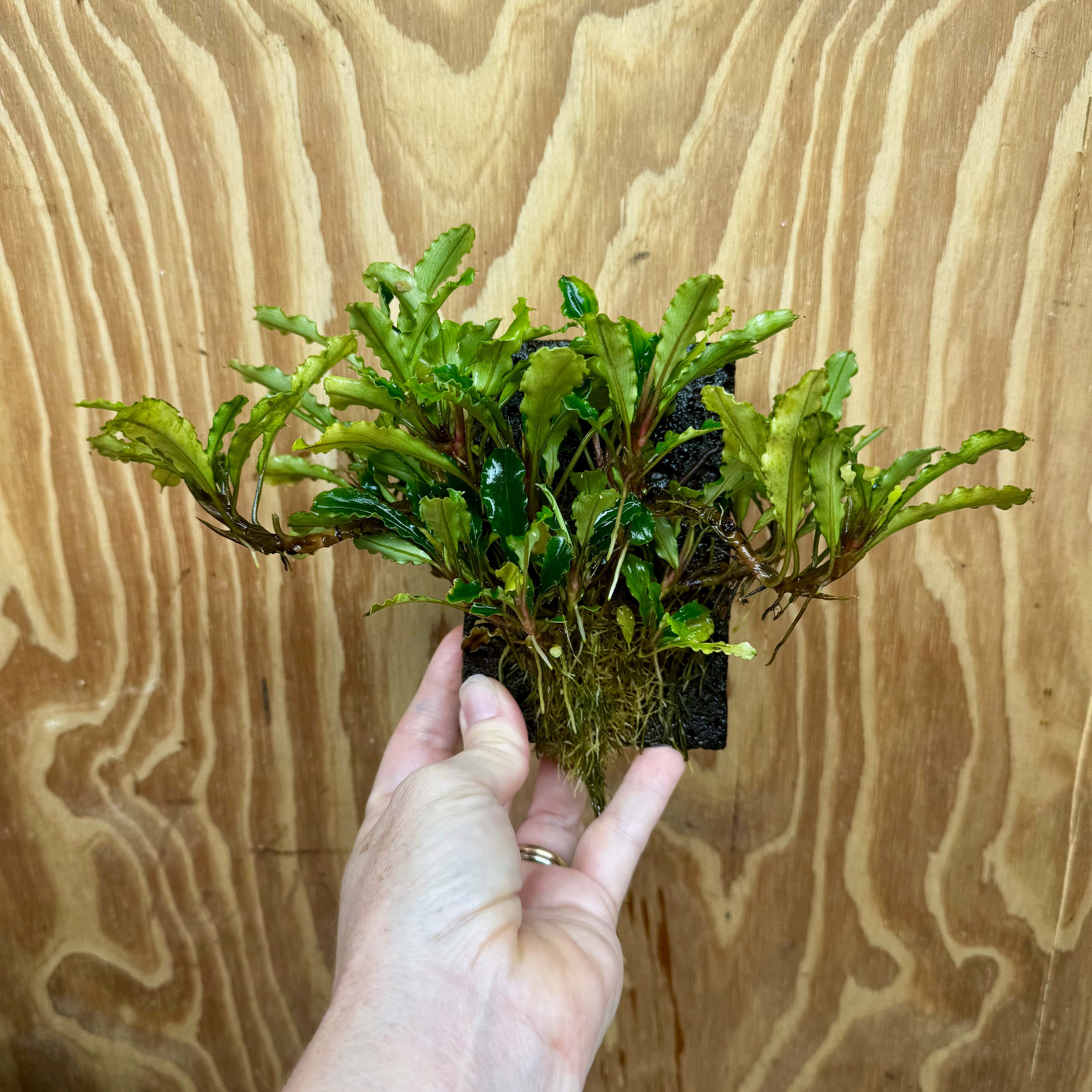 Scapeshop.com.au One Only Bucephalandra Lava Tiles - ONE ONLY - Piece 1 Bucephalandra Lava Tile - ONE ONLY - Unique Aquarium Plants delivered