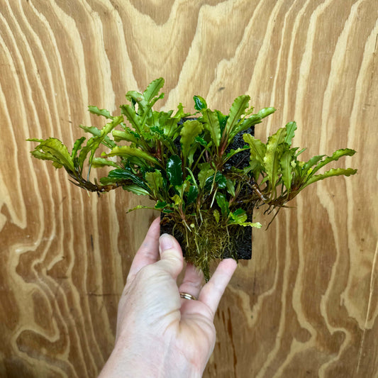 Scapeshop.com.au One Only Bucephalandra Lava Tiles - ONE ONLY - Piece 1 Bucephalandra Lava Tile - ONE ONLY - Unique Aquarium Plants delivered