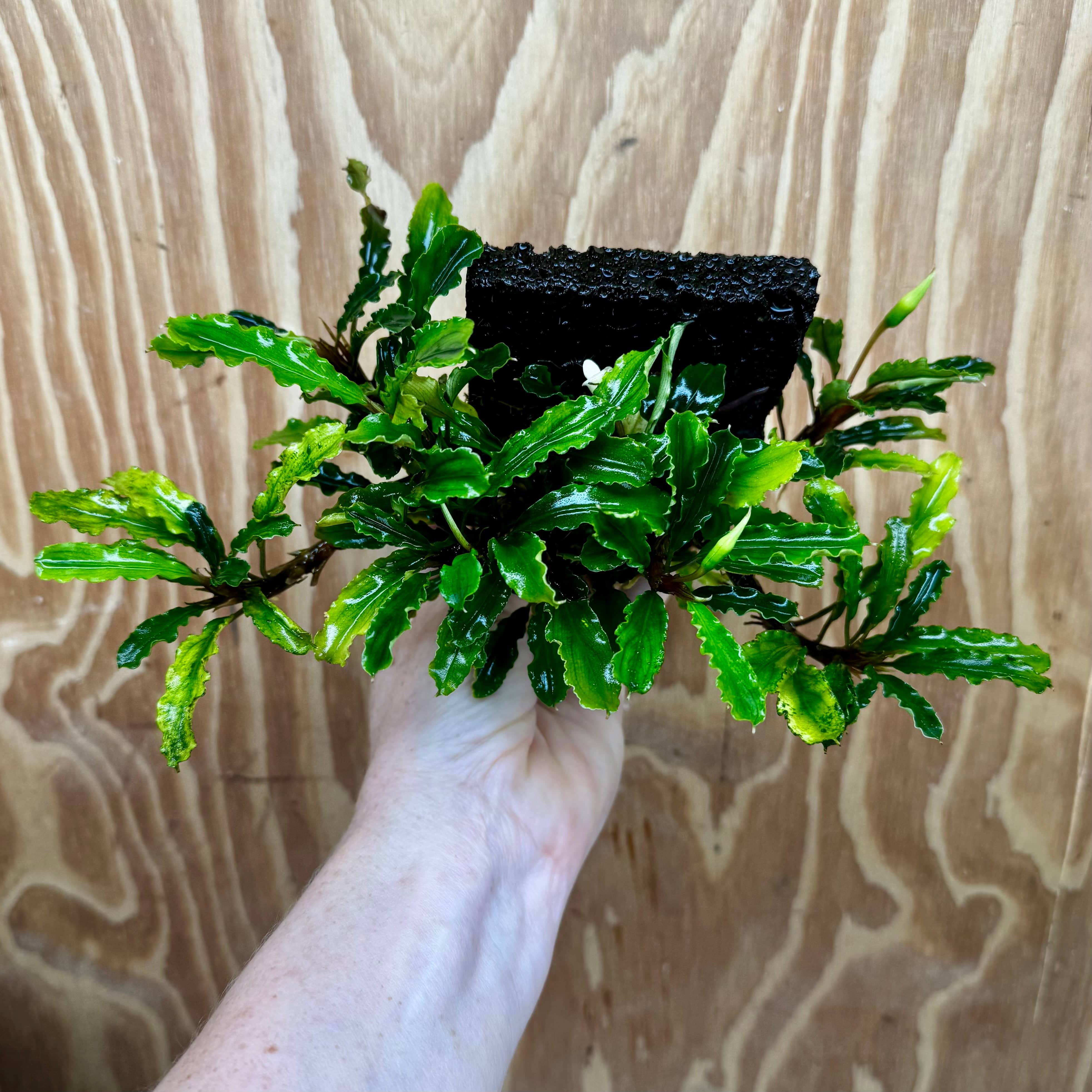 Scapeshop.com.au One Only Bucephalandra Lava Tiles - ONE ONLY - Piece 1 Bucephalandra Lava Tile - ONE ONLY - Unique Aquarium Plants delivered