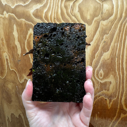 Scapeshop.com.au One Only Bucephalandra Lava Tiles - ONE ONLY - Piece 1 Bucephalandra Lava Tile - ONE ONLY - Unique Aquarium Plants delivered