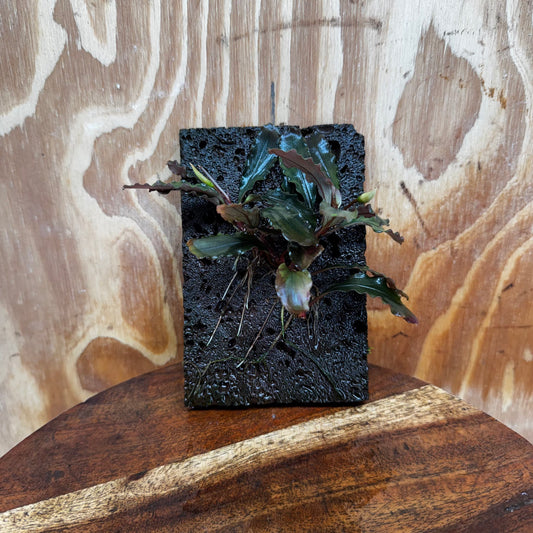 Scapeshop.com.au One Only Bucephalandra Lava Tiles - ONE ONLY - Piece 1 Bucephalandra Lava Tile - ONE ONLY - Unique Aquarium Plants delivered