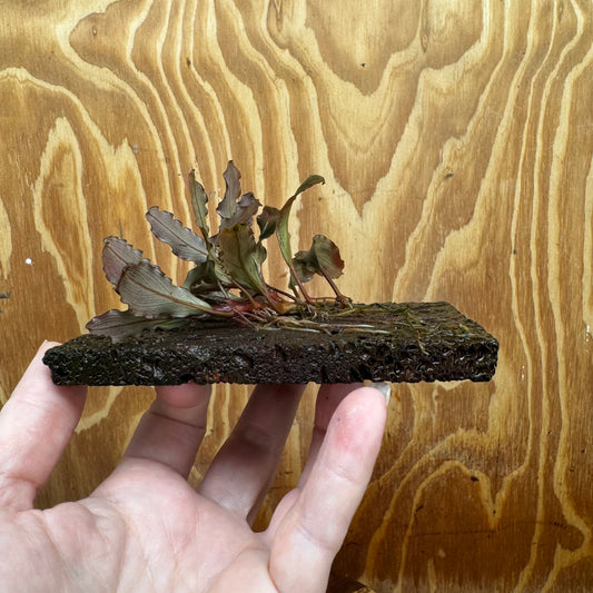Scapeshop.com.au One Only Bucephalandra Lava Tiles - ONE ONLY - Piece 1 Bucephalandra Lava Tile - ONE ONLY - Unique Aquarium Plants delivered
