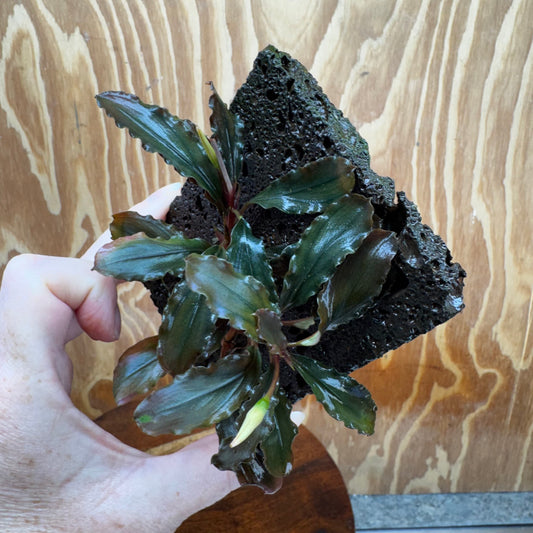 Scapeshop.com.au One Only Bucephalandra Lava Tiles - ONE ONLY - Piece 1 Bucephalandra Lava Tile - ONE ONLY - Unique Aquarium Plants delivered