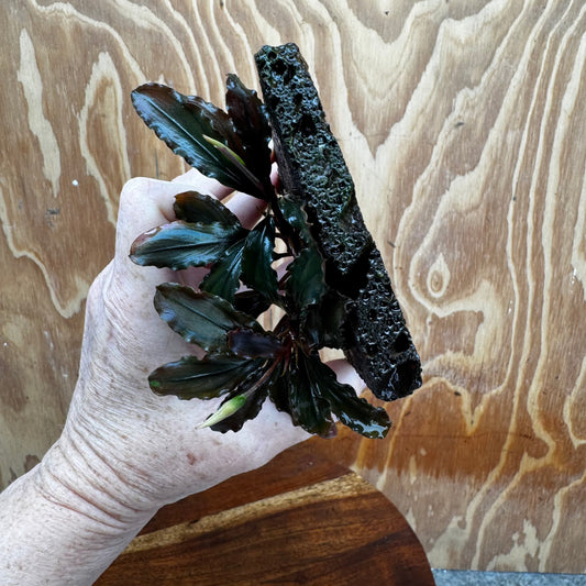 Scapeshop.com.au One Only Bucephalandra Lava Tiles - ONE ONLY - Piece 1 Bucephalandra Lava Tile - ONE ONLY - Unique Aquarium Plants delivered