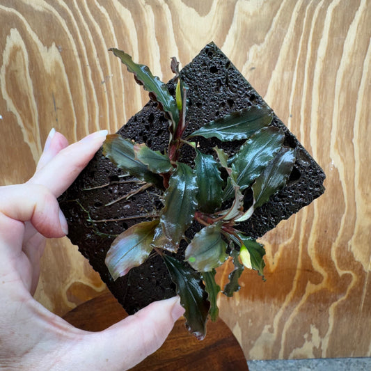 Scapeshop.com.au One Only Bucephalandra Lava Tiles - ONE ONLY - Piece 1 Bucephalandra Lava Tile - ONE ONLY - Unique Aquarium Plants delivered
