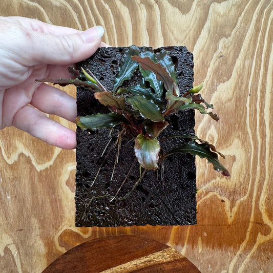 Scapeshop.com.au One Only Bucephalandra Lava Tiles - ONE ONLY - Piece 1 Bucephalandra Lava Tile - ONE ONLY - Unique Aquarium Plants delivered