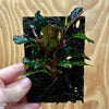 Scapeshop.com.au One Only Bucephalandra Lava Tiles - ONE ONLY - Piece 3 Bucephalandra Lava Tiles - ONE ONLY - Piece 3 - Aquarium plants