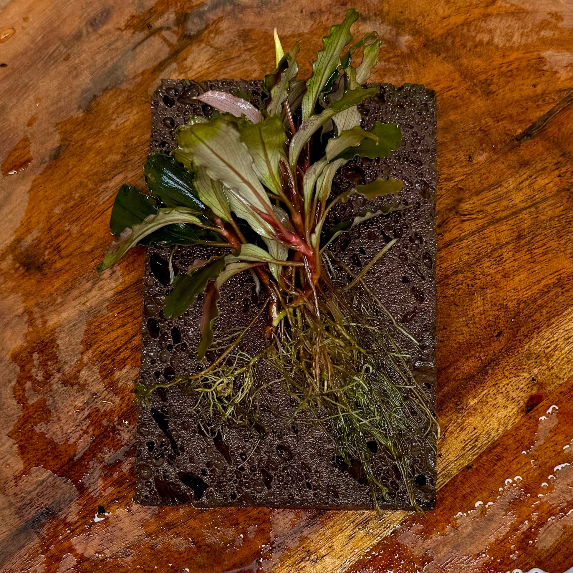 Scapeshop.com.au One Only Bucephalandra Lava Tiles - ONE ONLY - Piece 4 Bucephalandra Lava Tiles - ONE ONLY - Piece 4 - Scapeshop Australia