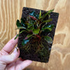 Scapeshop.com.au One Only Bucephalandra Lava Tiles - ONE ONLY - Piece 4 Bucephalandra Lava Tiles - ONE ONLY - Piece 4 - Scapeshop Australia