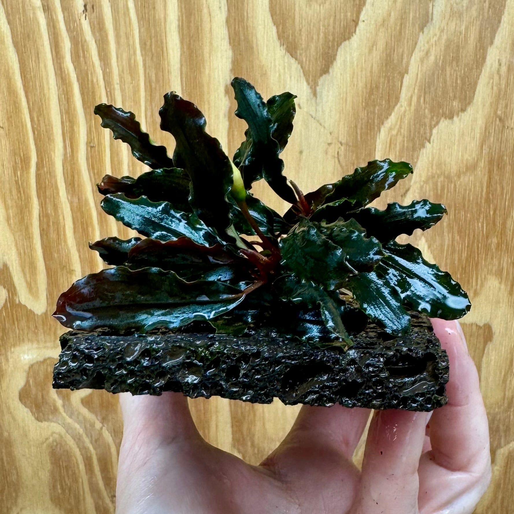 Scapeshop.com.au One Only Bucephalandra Lava Tiles - ONE ONLY - Piece 5 Bucephalandra Lava Tiles - ONE ONLY - Piece 5 Scapeshop Australia