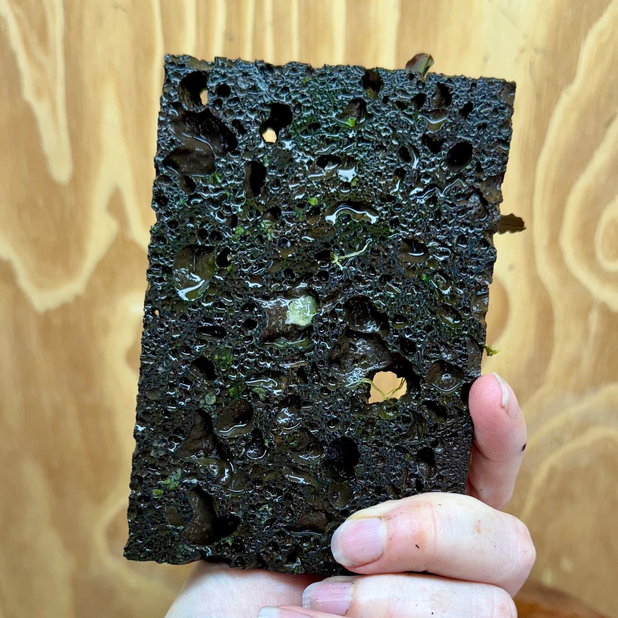 Scapeshop.com.au One Only Bucephalandra Lava Tiles - ONE ONLY - Piece 5 Bucephalandra Lava Tiles - ONE ONLY - Piece 5 Scapeshop Australia