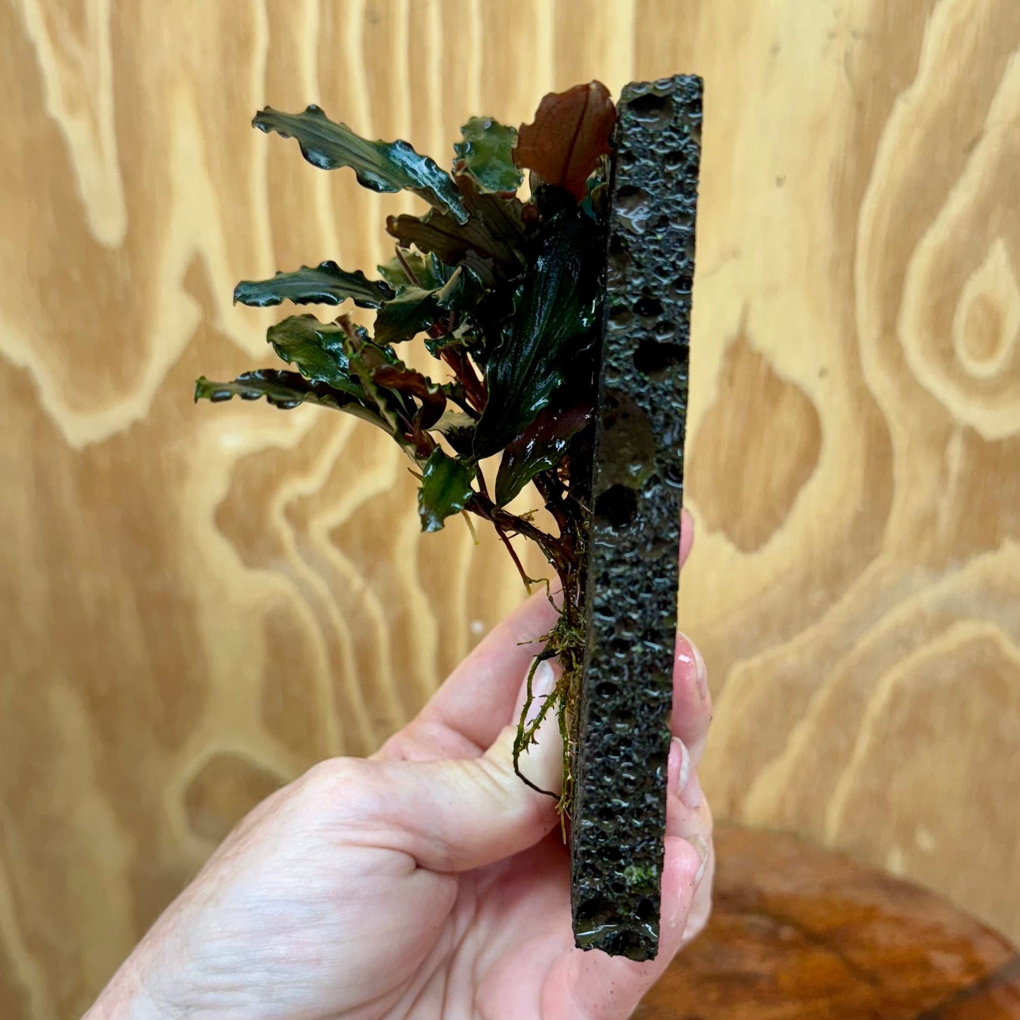 Scapeshop.com.au One Only Bucephalandra Lava Tiles - ONE ONLY - Piece 5 Bucephalandra Lava Tiles - ONE ONLY - Piece 5 Scapeshop Australia