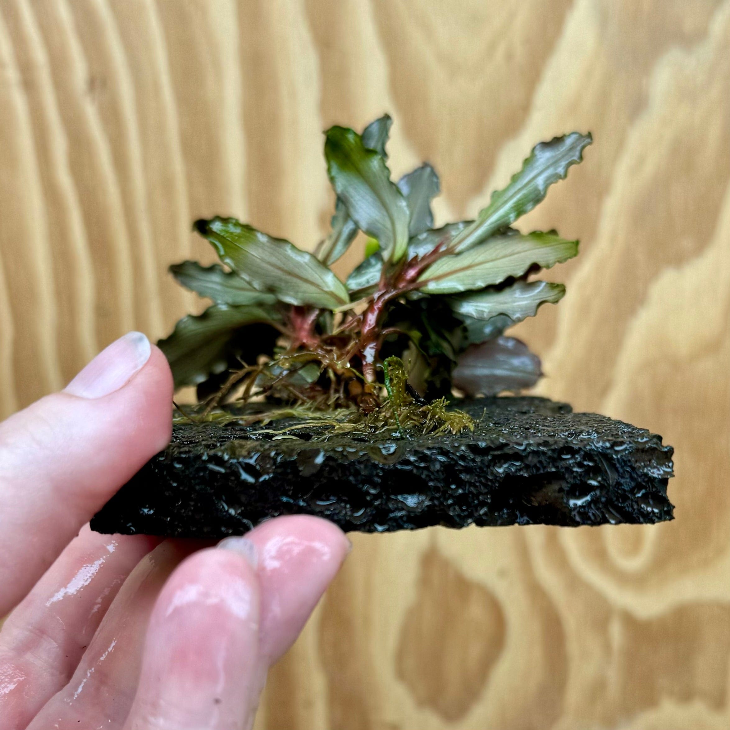 Scapeshop.com.au One Only Bucephalandra Lava Tiles - ONE ONLY - Piece 5 Bucephalandra Lava Tiles - ONE ONLY - Piece 5 Scapeshop Australia